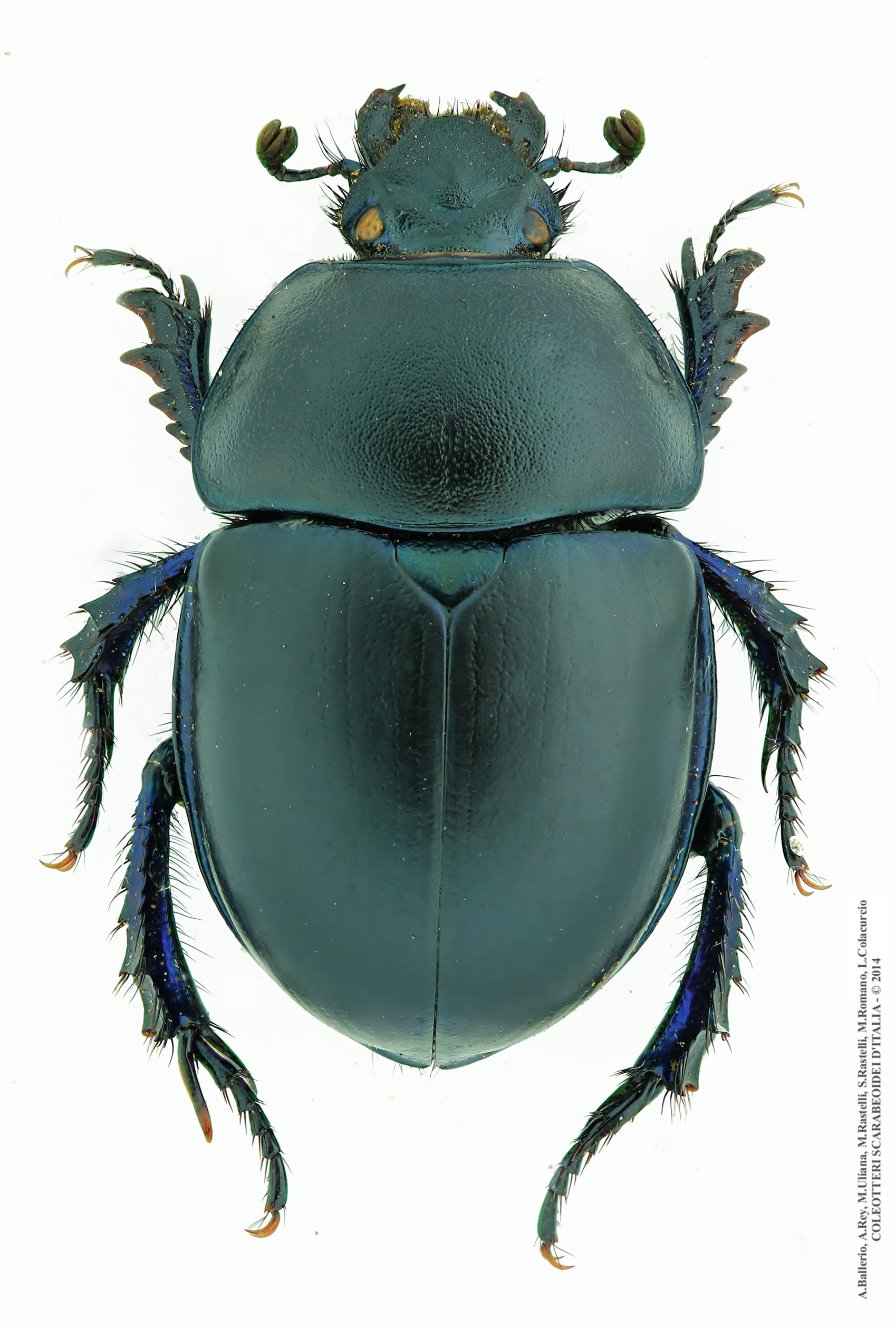 Trypocopris vernalis fauveli, femmina